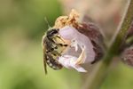 Lasioglossum perclavipes